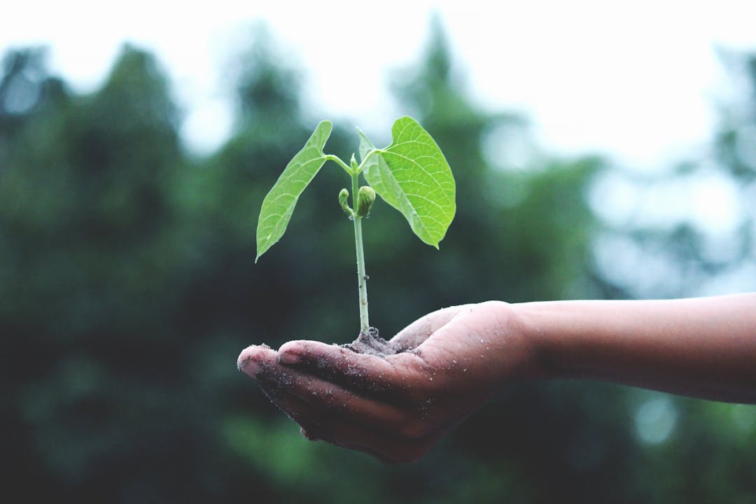 Young plant sprouting through rocky terrain, symbolizing competitive capability growth through challenges