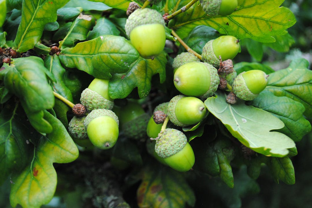 Young seedlings growing in organized rows within a protective greenhouse environment