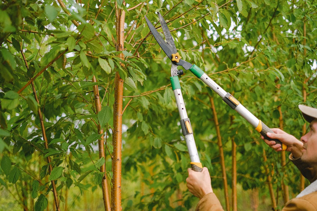 Gardener carefully pruning dead branches from a fruit tree to promote healthy growth