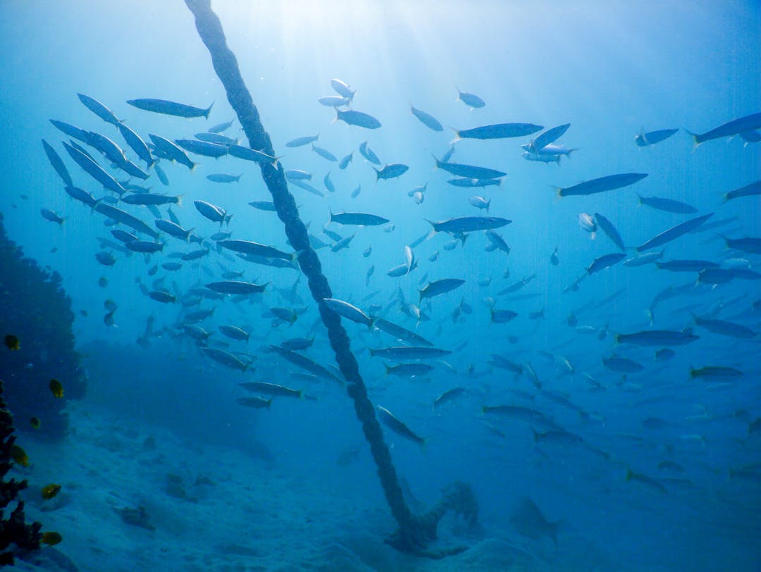 Heavy anchor underwater representing the burden of anchoring on wrong numbers