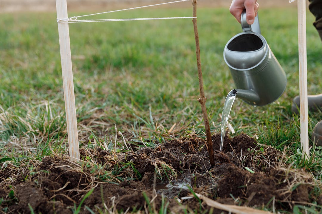 Hands carefully tending to young plant growth symbolizing patient cultivation and sustainable development