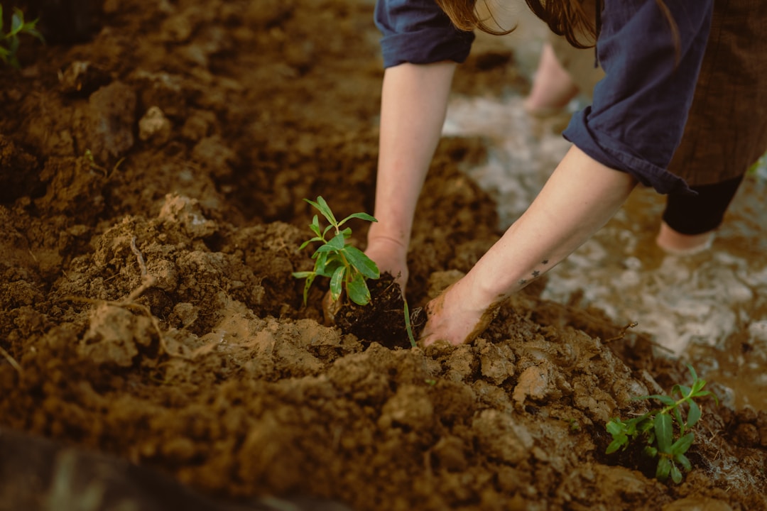 Small green seedlings growing in dark soil