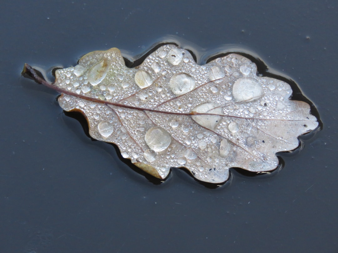 Magnifying glass over water droplets on a green leaf