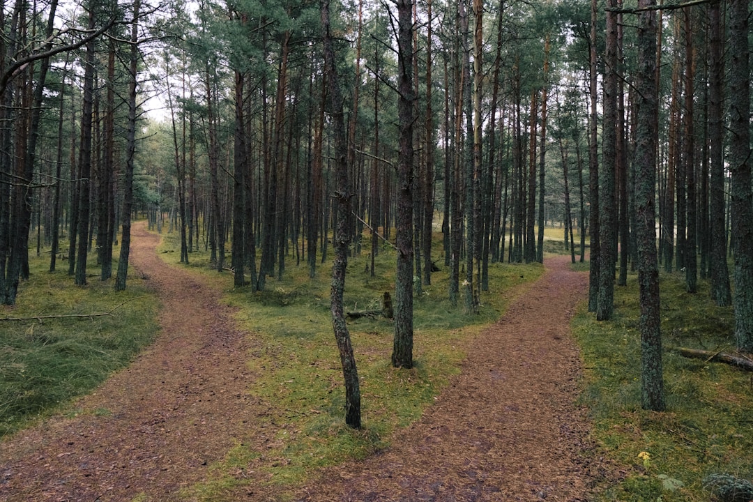 Multiple walking paths diverging in forest representing alternative approaches and choices